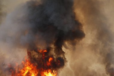 Kırmızı alevler çimen tarlalarında, ormanlarda ve gökyüzüne doğru siyah beyaz dumanlarda yanar. Yakından büyük bir yangın var. Hava konseptinde kirlilik. Vahşi ateş, dünyadaki çalıları kirletiyor..