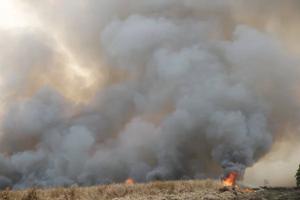 Weiße Rauchschwaden Rot Lodernde Feuerflammen Brennen Grasfeldern Wäldern Und Schwarz — Stockfoto