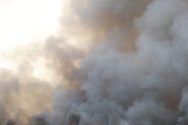 stock image Black smoke pattern, red raging flame of fire burn in grass fields, forests and black and white smoke to sky. Big wildfire close-up. pollution in air concept. wildfire make to smoke bush pollution in world.