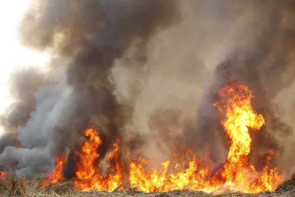 stock image Red raging flame of fire burn in grass fields, forests and black and white smoke to sky. Big wildfire close-up. pollution in air concept. wildfire make to smoke bush pollution in world.