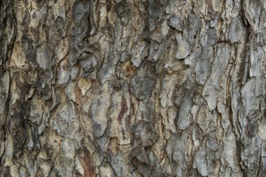 Ağaç kabuğu deseni ağaçtan pürüzsüz dokudur. Arka plandaki ahşap işlemeler için, kahverengi ahşap kabuk, kalın ağaç kabuğu, ev ahşabı. Doğa, gövde, ağaç kabuğu, ahşap, gövde, ağaç, gövde