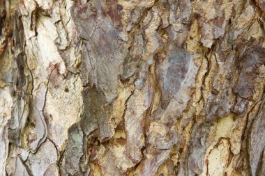 Ağaç kabuğu deseni ağaçtan pürüzsüz dokudur. Arka plandaki ahşap işlemeler için, kahverengi ahşap kabuk, kalın ağaç kabuğu, ev ahşabı. Doğa, gövde, ağaç kabuğu, ahşap, gövde, ağaç, gövde