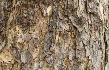 Ağaç kabuğu deseni ağaçtan pürüzsüz dokudur. Arka plandaki ahşap işlemeler için, kahverengi ahşap kabuk, kalın ağaç kabuğu, ev ahşabı. Doğa, gövde, ağaç kabuğu, ahşap, gövde, ağaç, gövde