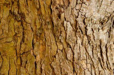 Ağaç kabuğu deseni ağaçtan pürüzsüz dokudur. Arka plandaki ahşap işlemeler için, kahverengi ahşap kabuk, kalın ağaç kabuğu, ev ahşabı. Doğa, gövde, ağaç kabuğu, ahşap, gövde, ağaç, gövde