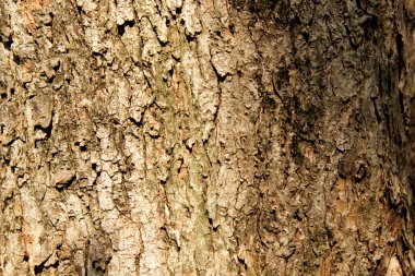 Ağaç kabuğu deseni ağaçtan pürüzsüz dokudur. Arka plandaki ahşap işlemeler için, kahverengi ahşap kabuk, kalın ağaç kabuğu, ev ahşabı. Doğa, gövde, ağaç kabuğu, ahşap, gövde, ağaç, gövde