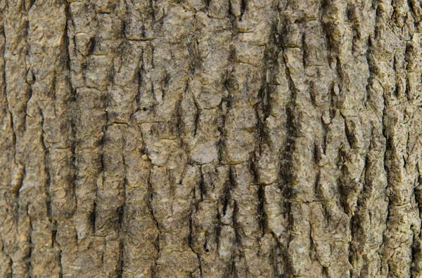 Patrón Corteza Textura Perfecta Del Árbol Para Trabajo Madera Fondo — Foto de Stock