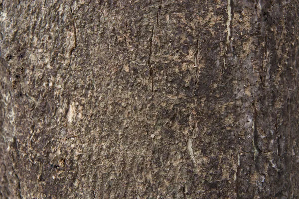 Padrão Casca Textura Perfeita Árvore Para Trabalho Madeira Fundo Casca — Fotografia de Stock