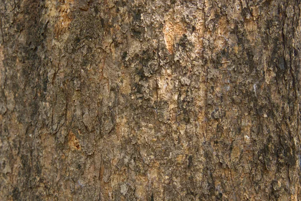 나무껍질 무늬는 나무에서 솔기없는 질감이다 뒷부분 의나무 작업을 위하여 갈색의 — 스톡 사진