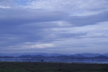 Puslu orman dağlarında altın gün doğumu, çam ağaçları üzerinde dramatik ışık ışınları, manzaralı doğa manzarası, vahşi seyahat, sisli dağların üzerinde gün doğumu, sisli dağların üzerinde görkemli altın gün doğumu, orman vadilerinde sis yerleşen sis.