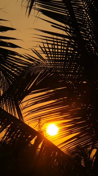 stock image bright orange sun between coconut tree leaves during sunset in the evening 