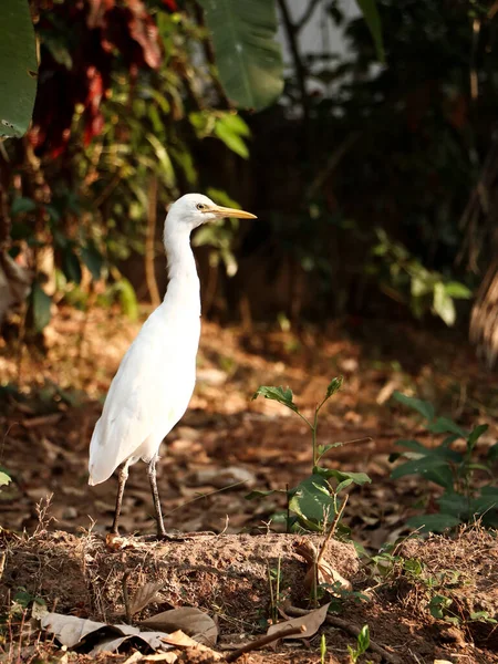 Stock image a great white heron egret taking a walk in the forest on a summer afternoon