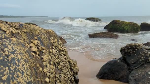 Amêijoas Uma Grande Rocha Praia Com Ondas Água Atingindo Rochas — Vídeo de Stock