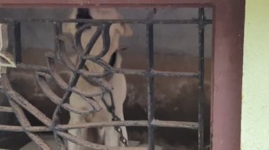 Beyaz kızılderili bir köpek çiftleşir ve kızgın bir şekilde kulübesinde demir çubuklarla homurdanır..