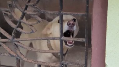 Beyaz kızılderili bir köpek çiftleşir ve kızgın bir şekilde kulübesinde demir çubuklarla homurdanır..