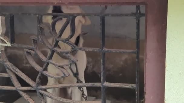 Beyaz Kızılderili Bir Köpek Çiftleşir Kızgın Bir Şekilde Kulübesinde Demir — Stok video