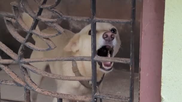 Perro Raza India Blanca Paria Ladrando Gruñendo Enojado Perrera Con — Vídeo de stock