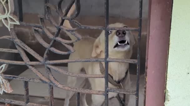Een Witte Indiaanse Paria Ras Hond Blaffen Grommen Boos Uit — Stockvideo