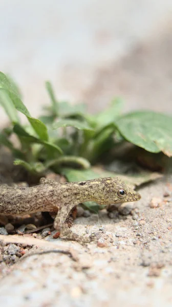 Крихітна Ящірка Підлозі Лежить Близько Листа Влітку — стокове фото