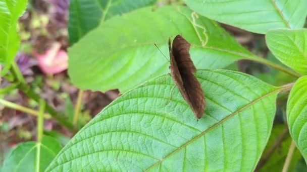 Kelebek Ormandaki Yeşil Bir Yaprağın Üzerinde Otururken Yavaşça Kanat Çırpıyor — Stok video