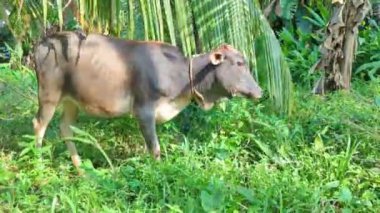 Açık gri bir inek otluyor ve açık bir yaz sabahı tarlada koşuyor.