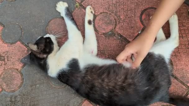 Siyah Beyaz Bir Kedi Bir Kızın Eliyle Yerde Yatarken Okşanıyor — Stok video