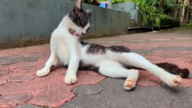 Siyah beyaz bir kedi, yaz sabahı yerde yatarken saçlarını yalayarak temizliyor.