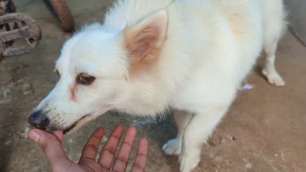Seorang Pria Membelai Dan Menggaruk Anjing Pomeranian Peliharaan Putihnya Yang — Stok Video