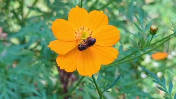 Μια Μικρή Μέλισσα Αιωρείται Γύρω Από Ένα Πορτοκαλί Λουλούδι Ψάχνοντας — Αρχείο Βίντεο