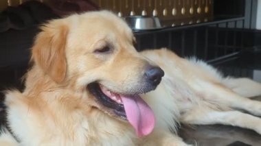 Şirin bir Golden Retriever köpeği evde yerde uzanıyor nefes alıyor ve dili dışarıda dinleniyor. 