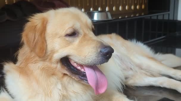 一只可爱的金毛猎犬躺在自家地板上呼吸 伸出舌头放松 — 图库视频影像