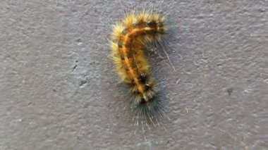 a hairy caterpillar insect larvae crawling on a wall with the body wave movement using muscles against gravity