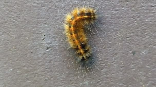 Hairy Caterpillar Insect Larvae Crawling Wall Body Wave Movement Using — Vídeo de stock
