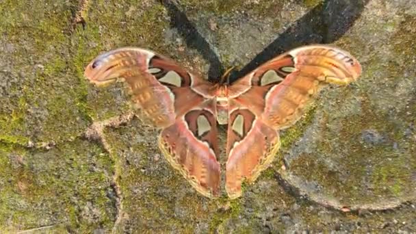Elder Brown Atlas Moth Slowly Flapping Its Large Wings Ground — Vídeo de Stock