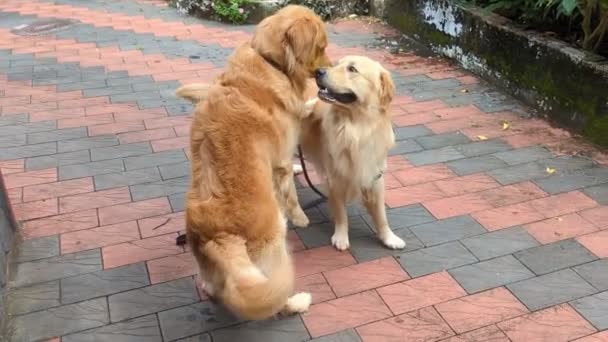Two Golden Retriever Dogs Leashes Wagging Tail Playing Each Other — Vídeo de stock
