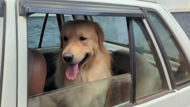Golden Retriever Dog Sitting Waiting Back Seat Parked Car Looking — Stok video