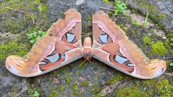 Elder Brown Atlas Moth Shivering Ground Unable Fly — Vídeo de Stock