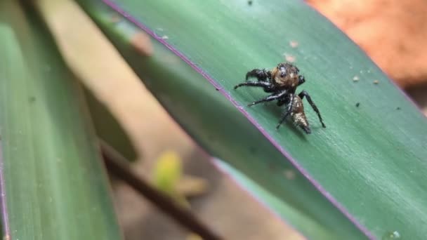 Крихітний Стрибаючий Павук Повільно Ходить Листі Саду — стокове відео