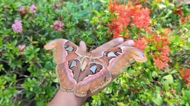 Mature Aged Large Atlas Moth Garden Shivering Trying Balance Walk — Vídeo de stock