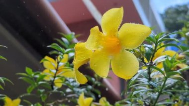 yellow orchid flowers covered in water droplets lightly dancing in the drizzling rain and wind in the rainy season