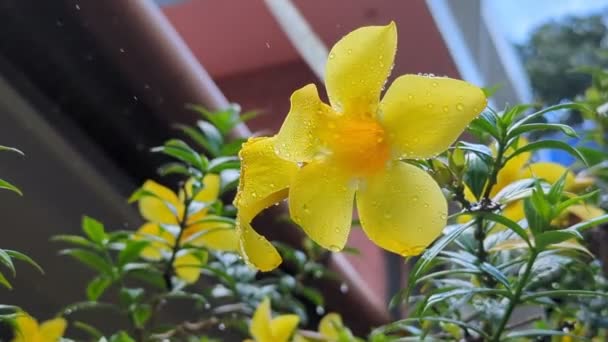Yellow Orchid Flowers Covered Water Droplets Lightly Dancing Drizzling Rain — Stockvideo