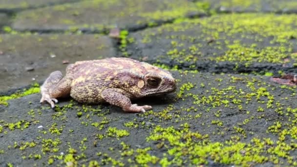 Panning Shot Fat Toad Fast Heart Beat Laying Ground Grass — Stockvideo