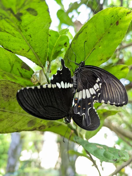 common black mormon butterflies mating and reproducing on a leaf in the bright forest during the sunny day