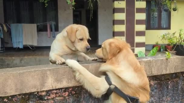 Golden Retriever Dog Labrador Retriever Dog Greeting Each Other Fence — ストック動画