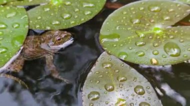 Bir kurbağa, yağmur mevsiminde su damlalarıyla birlikte egzotik su bitkileriyle kaplı bir gölette yüzer.
