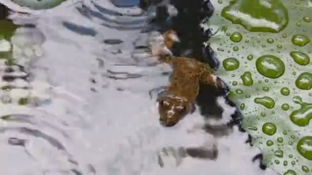 Een Kikker Drijvend Een Vijver Bedekt Met Exotische Waterplanten Bladeren — Stockvideo