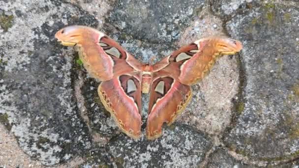 Elder Brown Atlas Moth Trying Hard Flap Its Large Wings — Vídeos de Stock