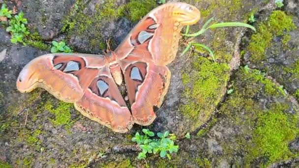 Elder Brown Atlas Moth Crawling Circle While Flapping Its Large — 图库视频影像