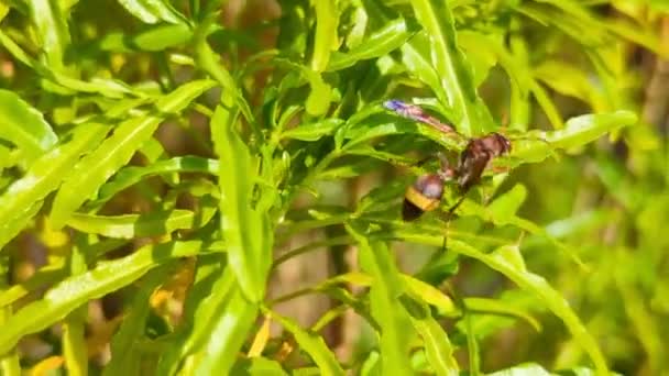 Wasp Walking Leaves Plant Sunny Summer Day — Stockvideo