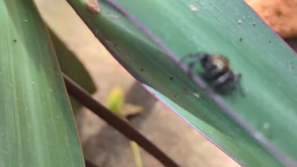Tiny Jumping Spider Slowly Walking Leaf Garden — Stock video
