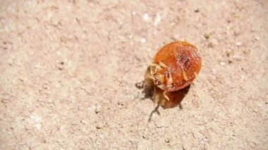 closeup video of a ladybug beetle insect struggling upside down on its back and trying to get back up under the afternoon sun in a desert